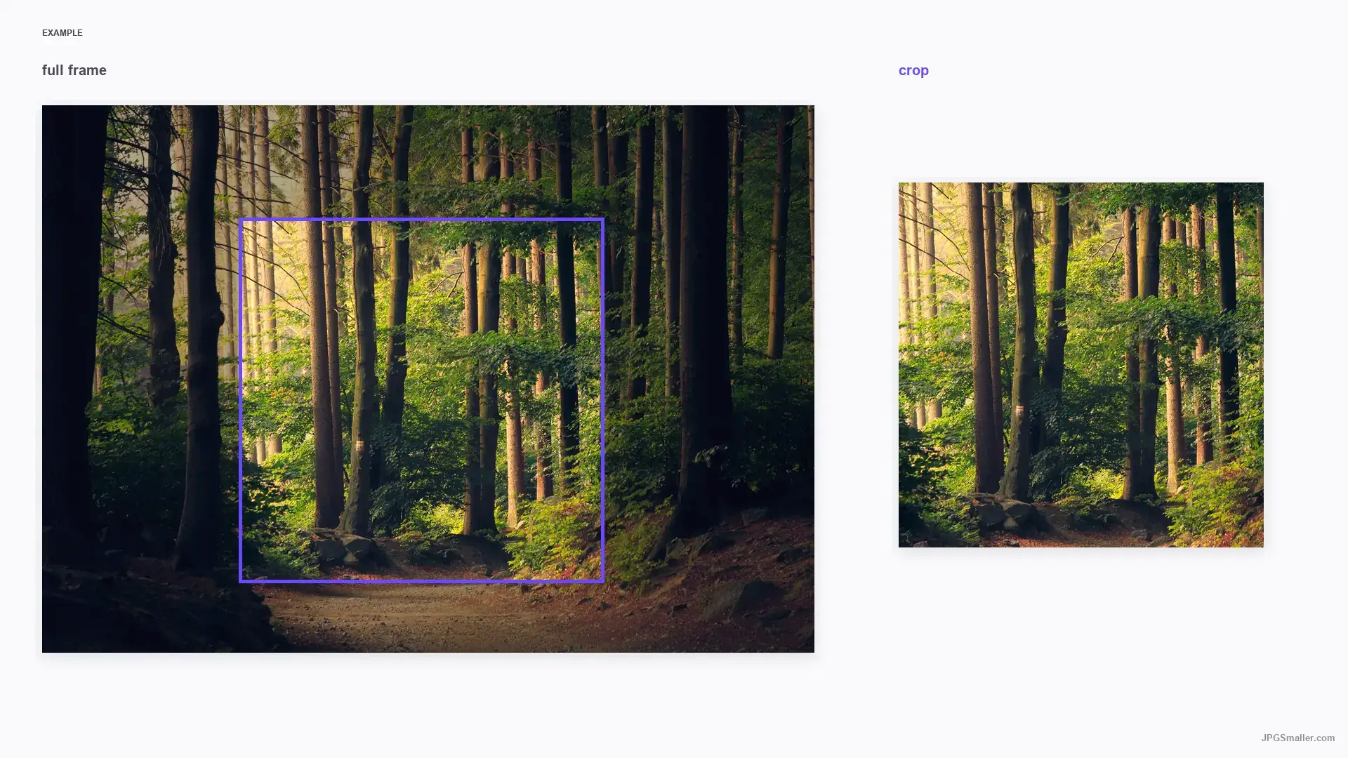 Crop example showing a forest photograph with a selected square region and the resulting crop