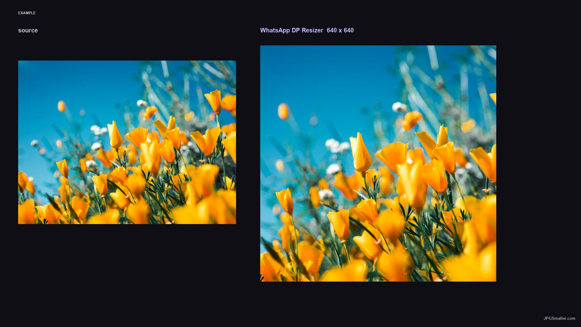 WhatsApp DP Resizer size example placing a flower photograph into a 640 by 640 frame
