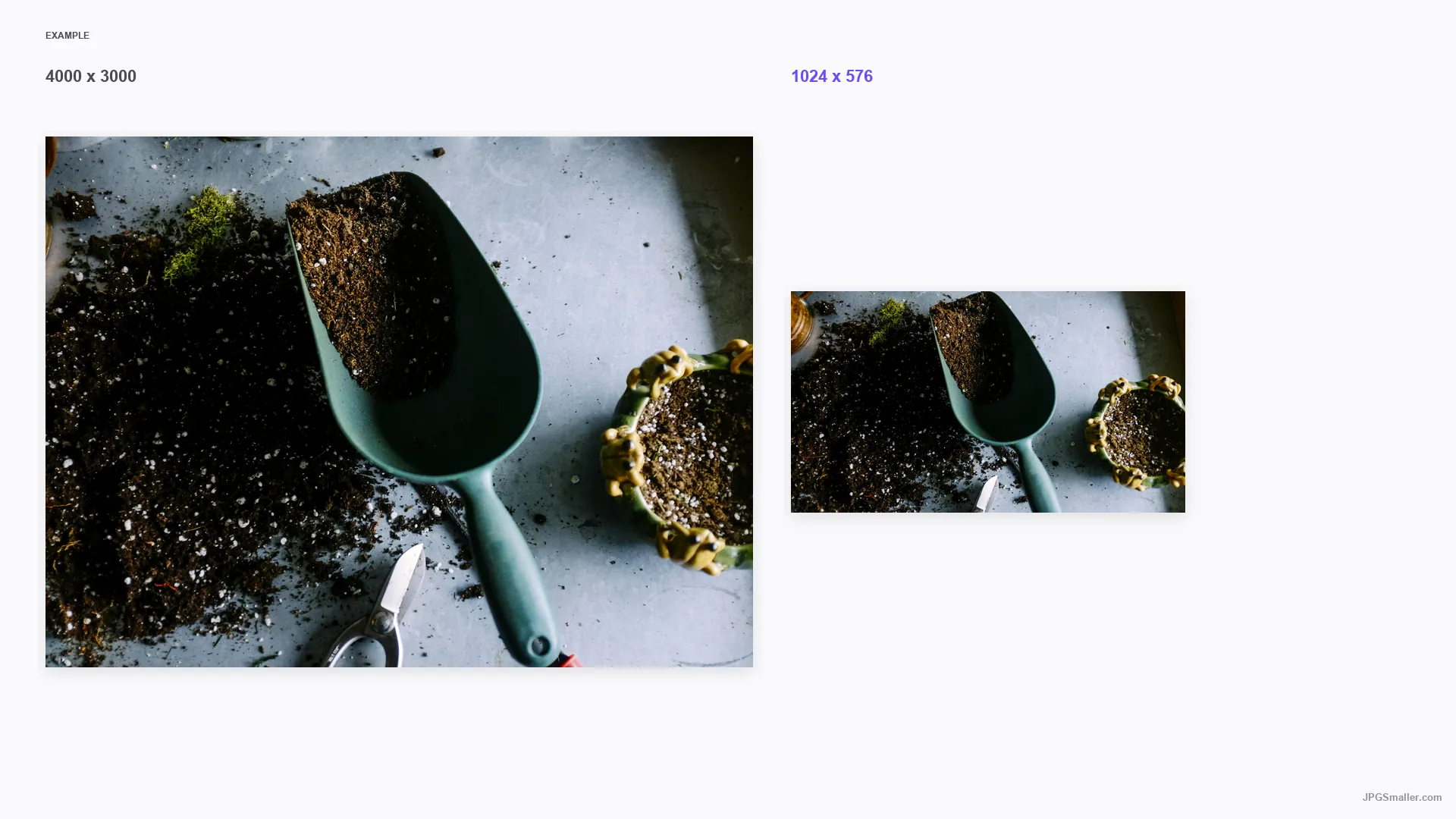 Resize example from a 4000 by 3000 plant photo into a 1024 by 576 frame