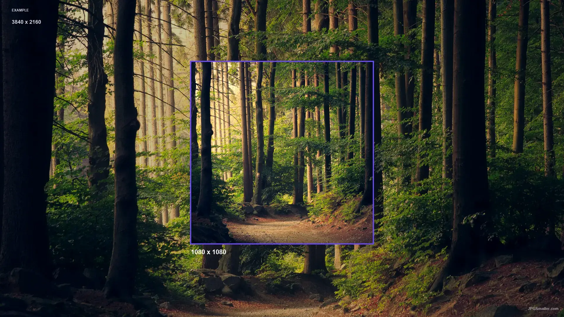 Resize example from a 3840 by 2160 forest photo into a 1080 by 1080 frame