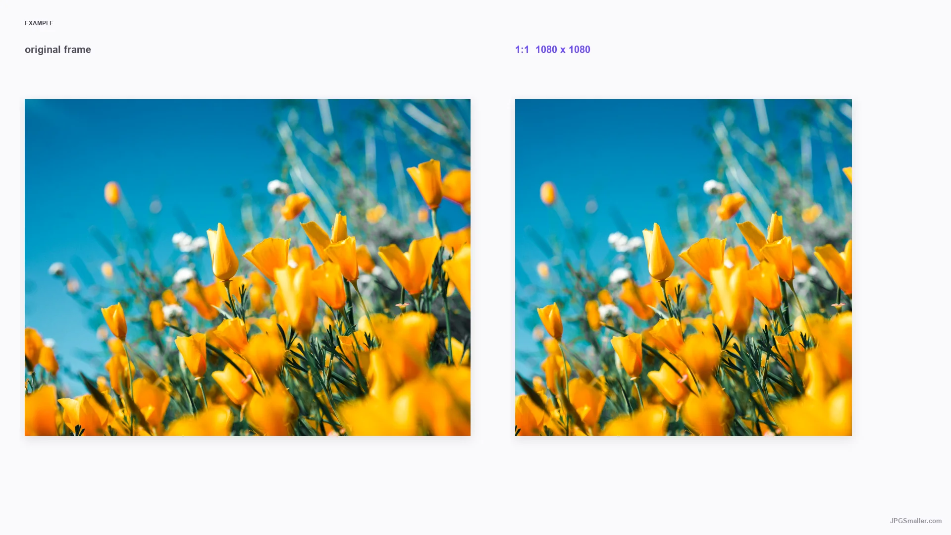 1:1 aspect example showing a flower photograph reframed into a square composition