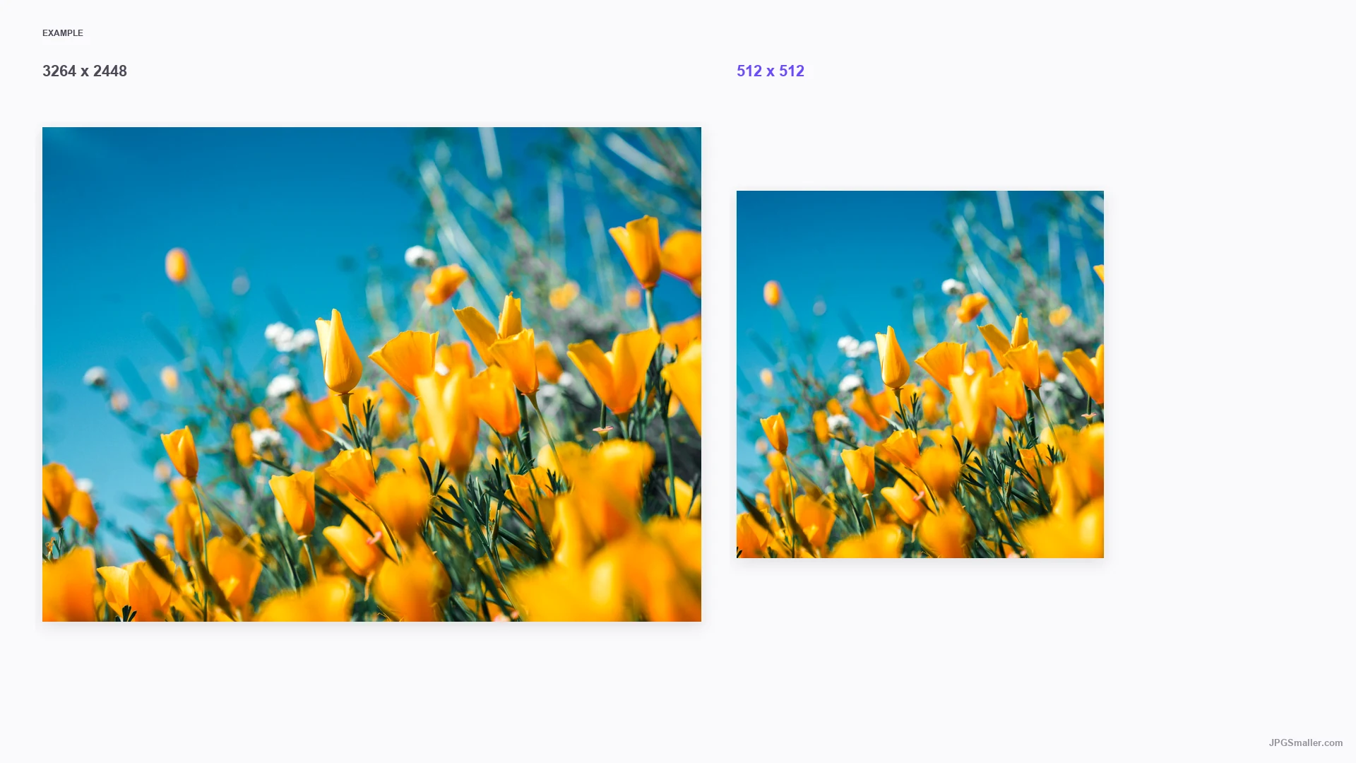 Resize example from a 3264 by 2448 flower photo into a 512 by 512 frame
